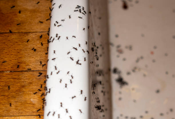 Best Residential Pest Control  in Weedpatch, CA