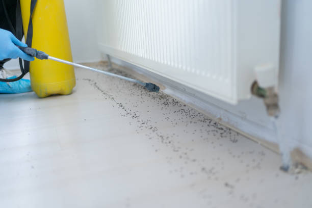 Best Local Pest Control Services  in Weedpatch, CA