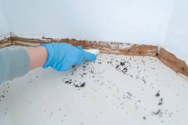 Trusted Weedpatch, CA Pest Control Experts
